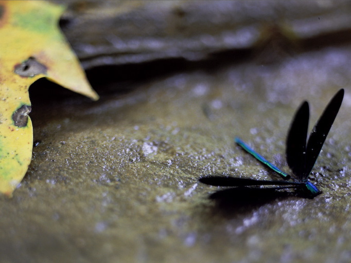 Dragon Fly and Tulip Tree Leaf